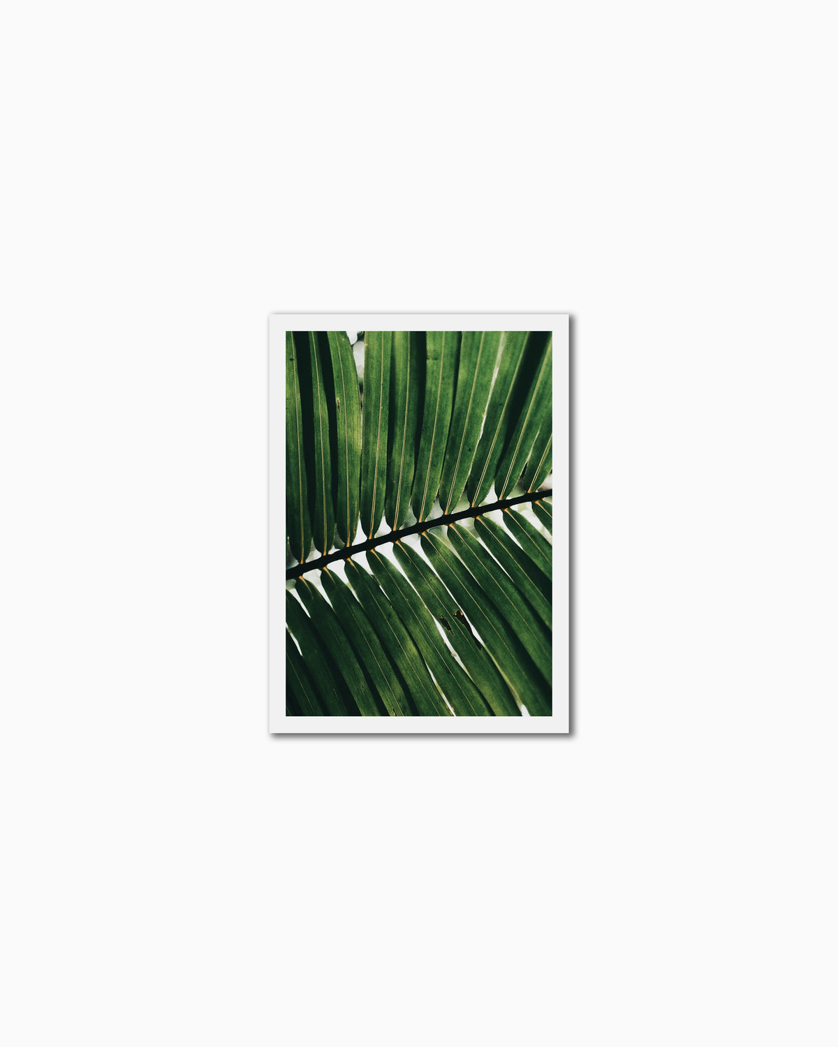 70x50cm , No frame , With mount