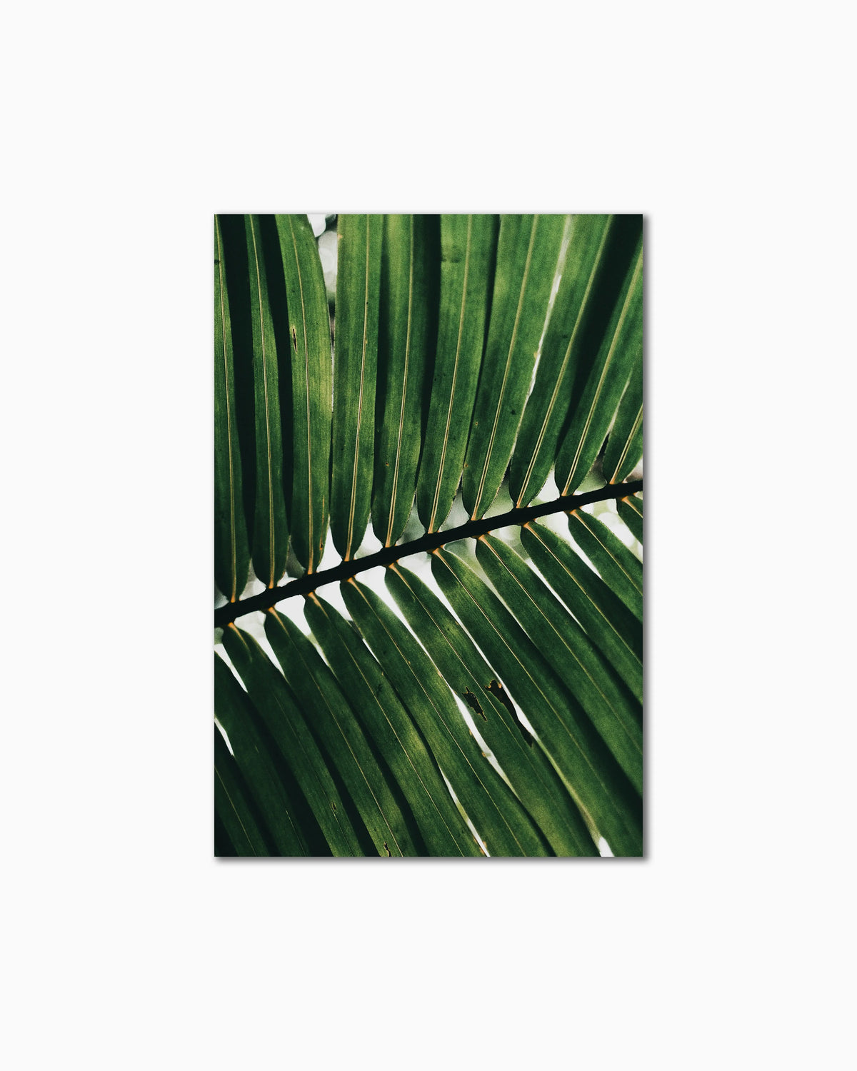 150x100cm , No frame , Full