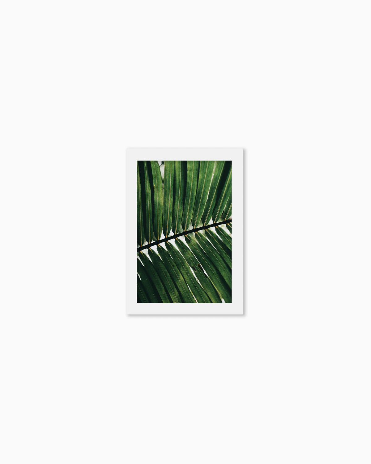 45x30cm , No frame , With mount